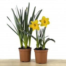 Narciso (vaso de 13 cm Ø)