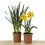 Narciso (maceta 13 cm Ø)