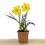 Narciso (vaso de 13 cm Ø)