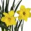 Narciso (maceta 13 cm Ø)