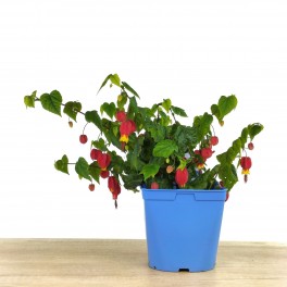 Abutilon megapotanicum (test 15 cm Ø)