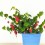 Abutilon megapotanicum (pot 15 cm Ø)