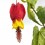 Abutilon megapotanicum (pot 15 cm Ø)