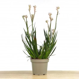Anigozanthos (maceta 13 cm Ø)