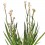 Anigozanthos (maceta 13 cm Ø)