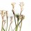 Anigozanthos (maceta 13 cm Ø)