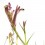 Anigozanthos (maceta 13 cm Ø)