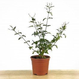 Jasmin Grandiflorum ou Jasmin Andalou