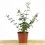 Jasmin Grandiflorum ou Jasmin Andalou
