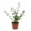 Jasmin Grandiflorum ou Jasmin Andalou