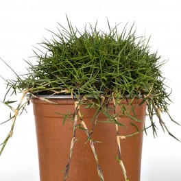 Zoysia tenuifolia (maceta 10,5 cm ø)