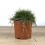 Zoysia tenuifolia (pot 10,5 cm ø)