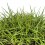 Zoysia tenuifolia (pot 10,5 cm ø)