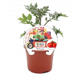 Plantel tomate Mini Cherry Red natural (maceta 10,5 cm Ø)
