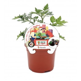 Mudas de tomate Mini Cherry black natural (vaso de 10,5 cm Ø)