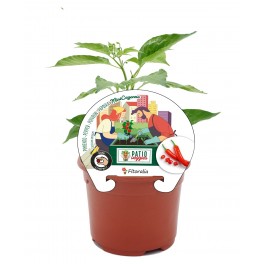 Mudas de pimenta picante Mini Cayenne natural (vaso de 10,5 cm Ø)