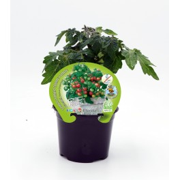 Mudas de tomate Primabelle natural (vaso 10,5 cm Ø)