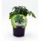 Mudas de tomate Primabelle natural (vaso 10,5 cm Ø)