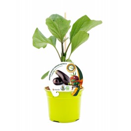 Mudas de beringela enxertada hibrida natural (vaso de 12 cm Ø)