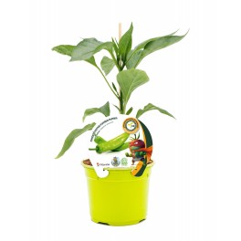 Planter pebrot empaltat hibrid italià natural (test 12 cm Ø)