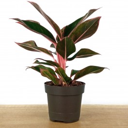 Aglaonema Crete (test 12 cm  Ø)