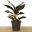 Aglaonema Crete (test 12 cm  Ø)