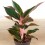 Aglaonema Crete (test 12 cm  Ø)