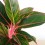 Aglaonema Crete (test 12 cm  Ø)