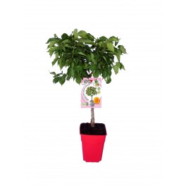 Apricot naine Garden Aprigold (pot de 7 litres)