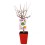 Apricot naine Garden Aprigold (pot de 7 litres)