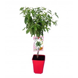 Amande naine Garden Prince (pot de 7 litres)