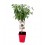Amêndoa anã Garden Prince (vaso de 7 litros)