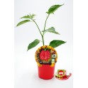 Semis de piment Carolina Reaper naturel (pot 10,5 cm Ø)