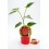 Planter pebrot picant Carolina Reaper natural (test 10,5 cm Ø)