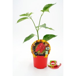 Plantel pimiento picante Bhut Jolokia Red natural (maceta 10,5 cm Ø)