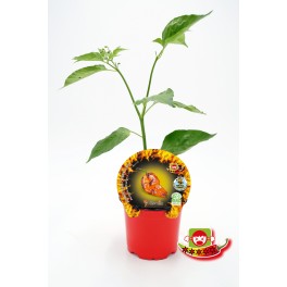 Plantel pimiento picante Pockmark Orange natural (maceta 10,5 cm Ø)