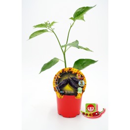 Plantel pimiento picante Pimenta da Neyde natural (maceta 10,5 cm Ø)