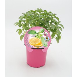 Manjericão citron ou manjericão limao (vaso 10,5 cm Ø)