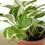 Pothos 'N Joy' (pot 10,5 cm Ø)