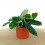 Potos pictum (vaso 14 cm Ø)