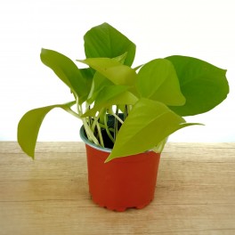 Potos Neon (vaso 10,5 cm Ø)