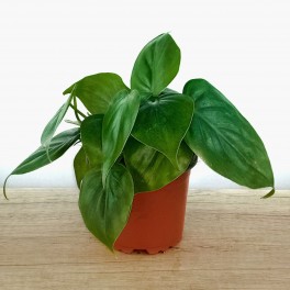Philodendron scandens (vaso 10,5 cm Ø)