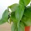 Philodendron scandens (test 10,5 cm Ø)