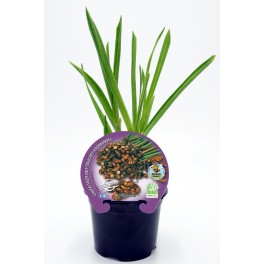 Semis de choufa naturelle (pot Ø 10,5 cm)