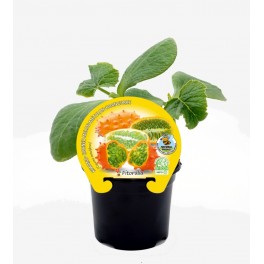 Semis de Kiwano naturelle (pot Ø 10,5 cm)