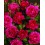 Rosal Renaissance (maceta 18 cm ø), colores a escoger