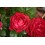 Rosal Renaissance (maceta 18 cm ø), colores a escoger