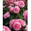 Rosal Renaissance (maceta 18 cm ø), colores a escoger