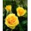 Rosal Renaissance (maceta 18 cm ø), colores a escoger