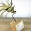Tillandsia oaxacana